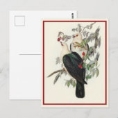 Witkopduif, briefkaart (Voorkant / Achterkant)