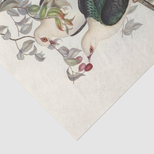 Witkopduif, ontkoppeling tissuepapier (Detail)