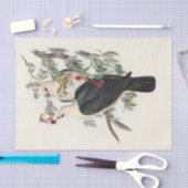 Witkopduif, ontkoppeling tissuepapier (Craft)