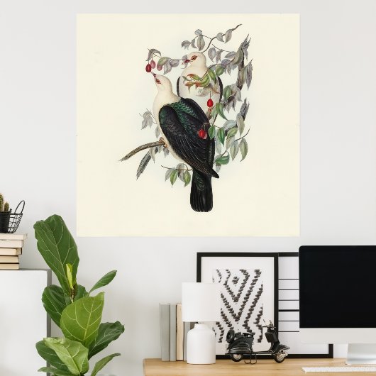 Witkopduif,  poster (Thuiskantoor)