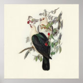 Witkopduif,  poster (Voorkant)