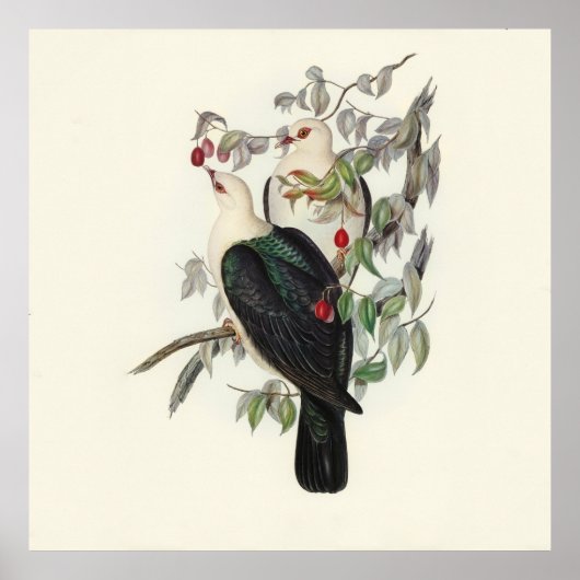 Witkopduif,  poster (Voorkant)