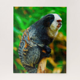 Witkopmarmoset. Legpuzzel