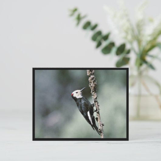 Witkopspecht Briefkaart (Staand voorkant)