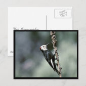 Witkopspecht Briefkaart (Voorkant / Achterkant)