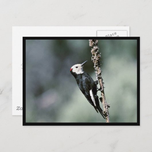 Witkopspecht Briefkaart (Voorkant / Achterkant)