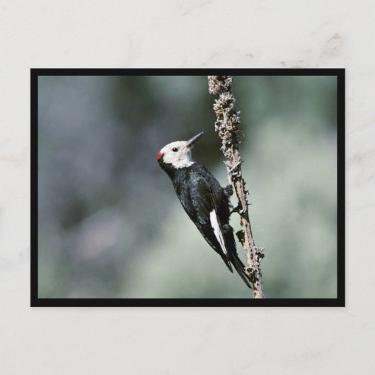 Witkopspecht Briefkaart (Voorkant)