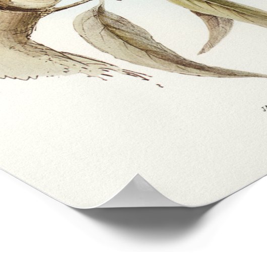 Witkopvalk van Elizabeth Gould Poster (Hoek)