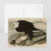 Witkopvogels van Amerika (Bald Eagle) Briefkaart (Voorkant / Achterkant)