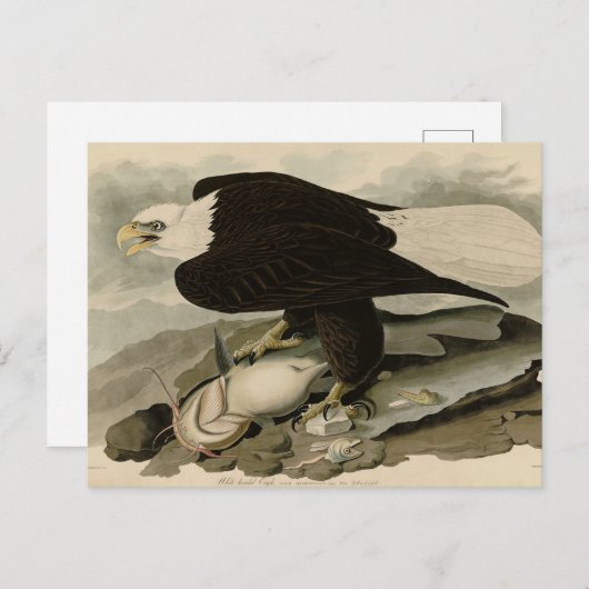 Witkopvogels van Amerika (Bald Eagle) Briefkaart (Voorkant / Achterkant)