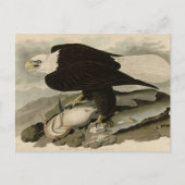 Witkopvogels van Amerika (Bald Eagle) Briefkaart (Voorkant)