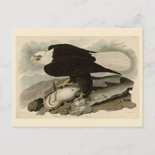 Witkopvogels van Amerika (Bald Eagle) Briefkaart