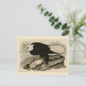 Witkopvogels van Amerika (Bald Eagle) Briefkaart (Staand voorkant)