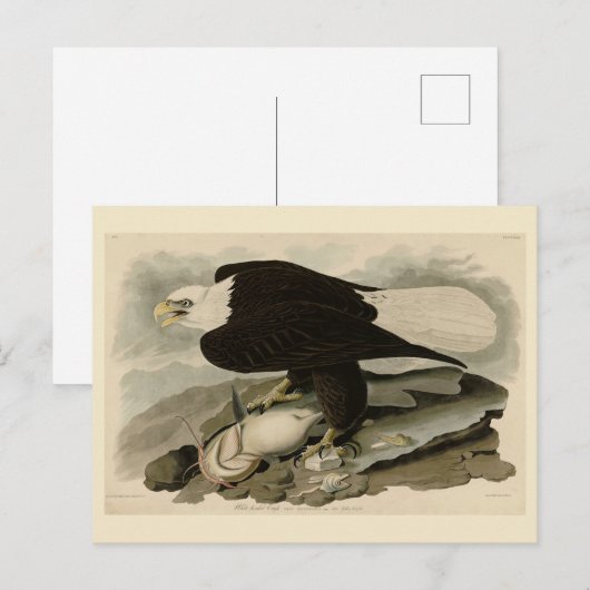 Witkopvogels van Amerika (Bald Eagle) Briefkaart (Voorkant / Achterkant)