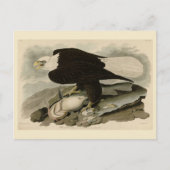 Witkopvogels van Amerika (Bald Eagle) Briefkaart (Voorkant)