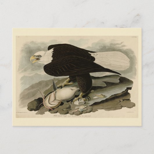 Witkopvogels van Amerika (Bald Eagle) Briefkaart (Voorkant)
