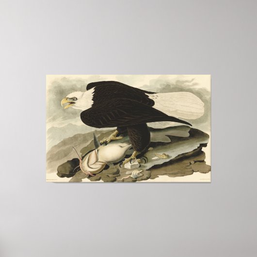 Witkopvogels van Amerika (Bald Eagle) Canvas Afdruk (Voorkant)