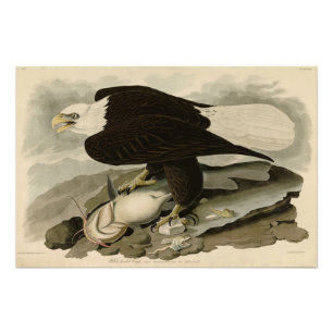 Witkopvogels van Amerika (Bald Eagle) Foto Afdruk