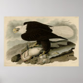Witkopvogels van Amerika (Bald Eagle) Poster (Voorkant)