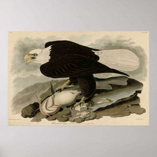 Witkopvogels van Amerika (Bald Eagle) Poster (Voorkant)