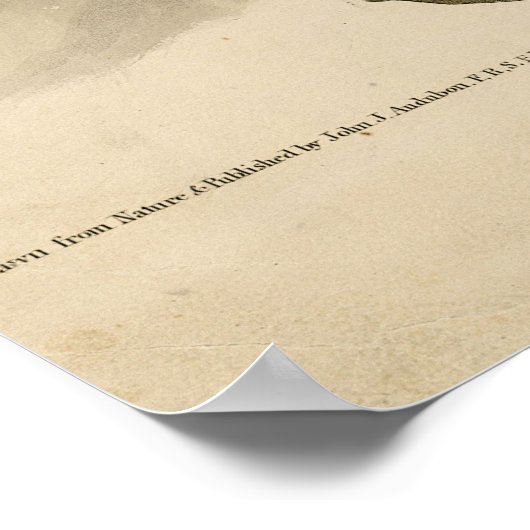 Witkopvogels van Amerika (Bald Eagle) Poster (Hoek)