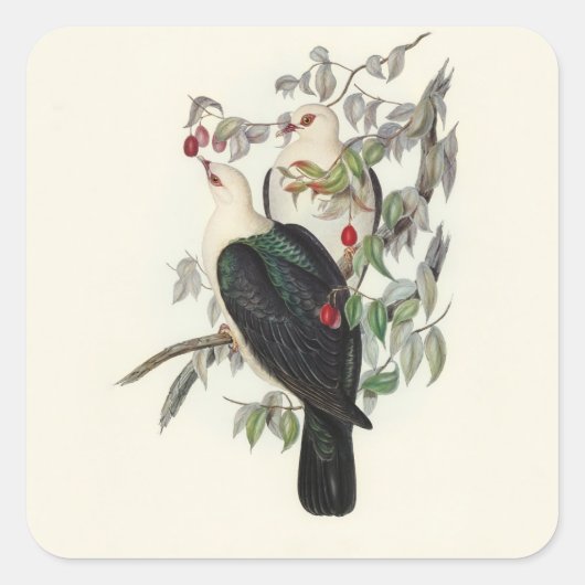 Witkopvruchtenduif, Vierkante Sticker (Voorkant)