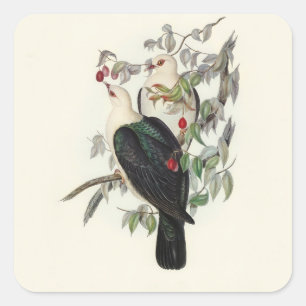 Witkopvruchtenduif, Vierkante Sticker