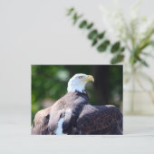 Witkopzeearend Briefkaart (Staand voorkant)