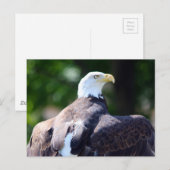 Witkopzeearend Briefkaart (Voorkant / Achterkant)