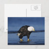 Witkopzeearend Briefkaart (Voorkant / Achterkant)