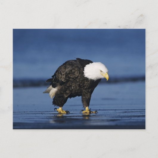 Witkopzeearend Briefkaart (Voorkant)