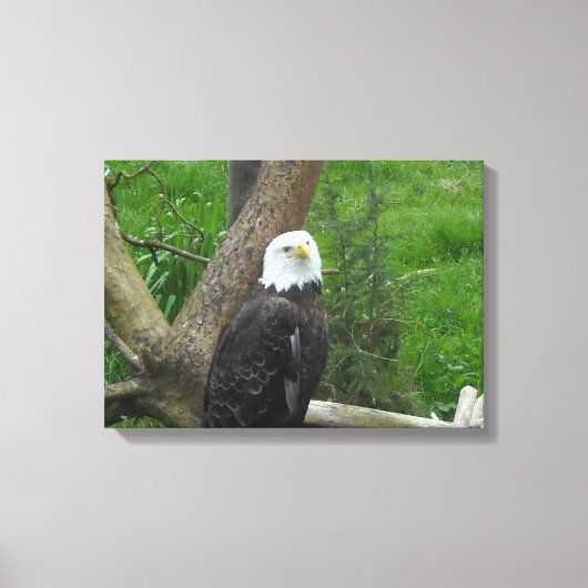 Witkopzeearend Canvas Afdruk (Voorkant)