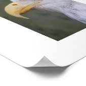 Witkopzeearend Fotografisch Poster (Hoek)