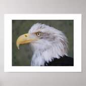 Witkopzeearend Fotografisch Poster (Voorkant)
