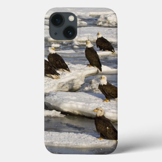 Witkopzeearend, Haliaeetus leucocephalus, Homer, 2 Case-Mate iPhone Case (Achterkant)