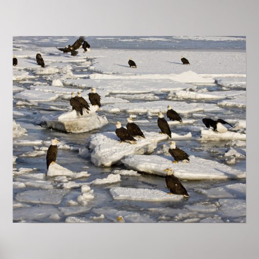 Witkopzeearend, Haliaeetus leucocephalus, Homer, 2 Poster (Voorkant)