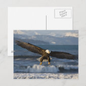 Witkopzeearend, Haliaeetus leucocephalus, Homer, 3 Briefkaart (Voorkant / Achterkant)
