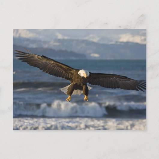 Witkopzeearend, Haliaeetus leucocephalus, Homer, 3 Briefkaart (Voorkant)