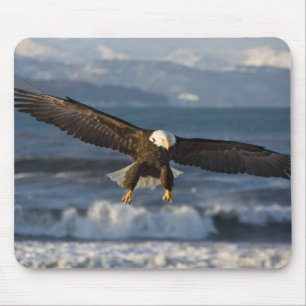 Witkopzeearend, Haliaeetus leucocephalus, Homer, 3 Muismat