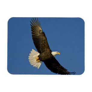 Witkopzeearend, Haliaeetus leucocephalus, Homer, Magneet