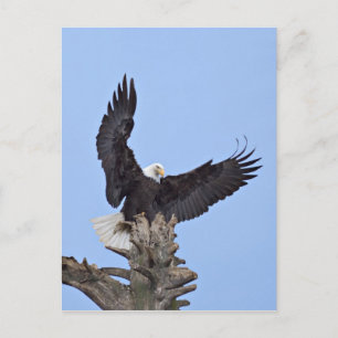 Witkopzeearend (Haliaeetus leucocephalus) met vleu Briefkaart