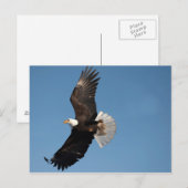 Witkopzeearend in vlucht briefkaart (Voorkant / Achterkant)