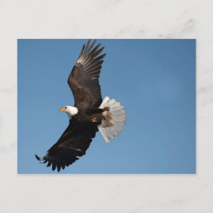 Witkopzeearend in vlucht briefkaart