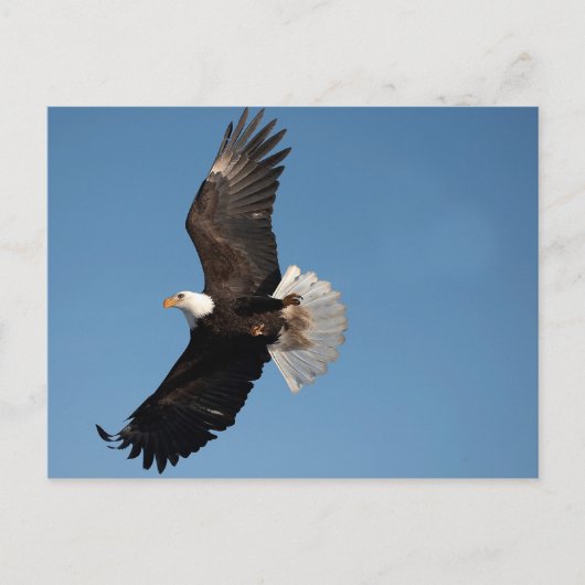 Witkopzeearend in vlucht briefkaart (Voorkant)