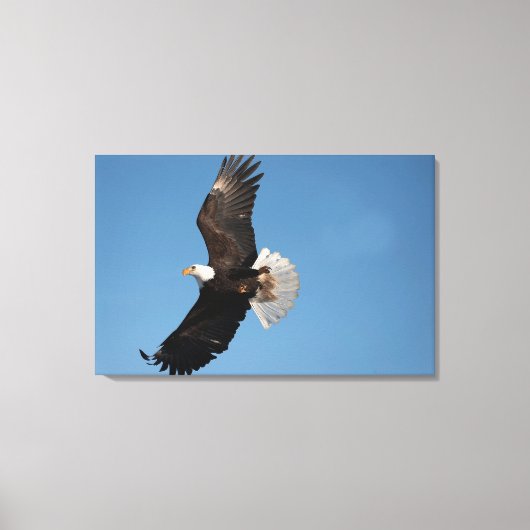 Witkopzeearend in vlucht canvas afdruk (Voorkant)
