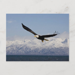 Witkopzeearend in vlucht, Haliaeetus leucocephalus Briefkaart