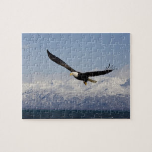 Witkopzeearend in vlucht, Haliaeetus leucocephalus Legpuzzel