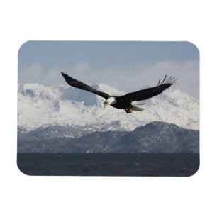 Witkopzeearend in vlucht, Haliaeetus leucocephalus Magneet