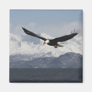 Witkopzeearend in vlucht, Haliaeetus leucocephalus Magneet