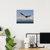 Witkopzeearend in vlucht, Haliaeetus leucocephalus Poster (Thuiskantoor)